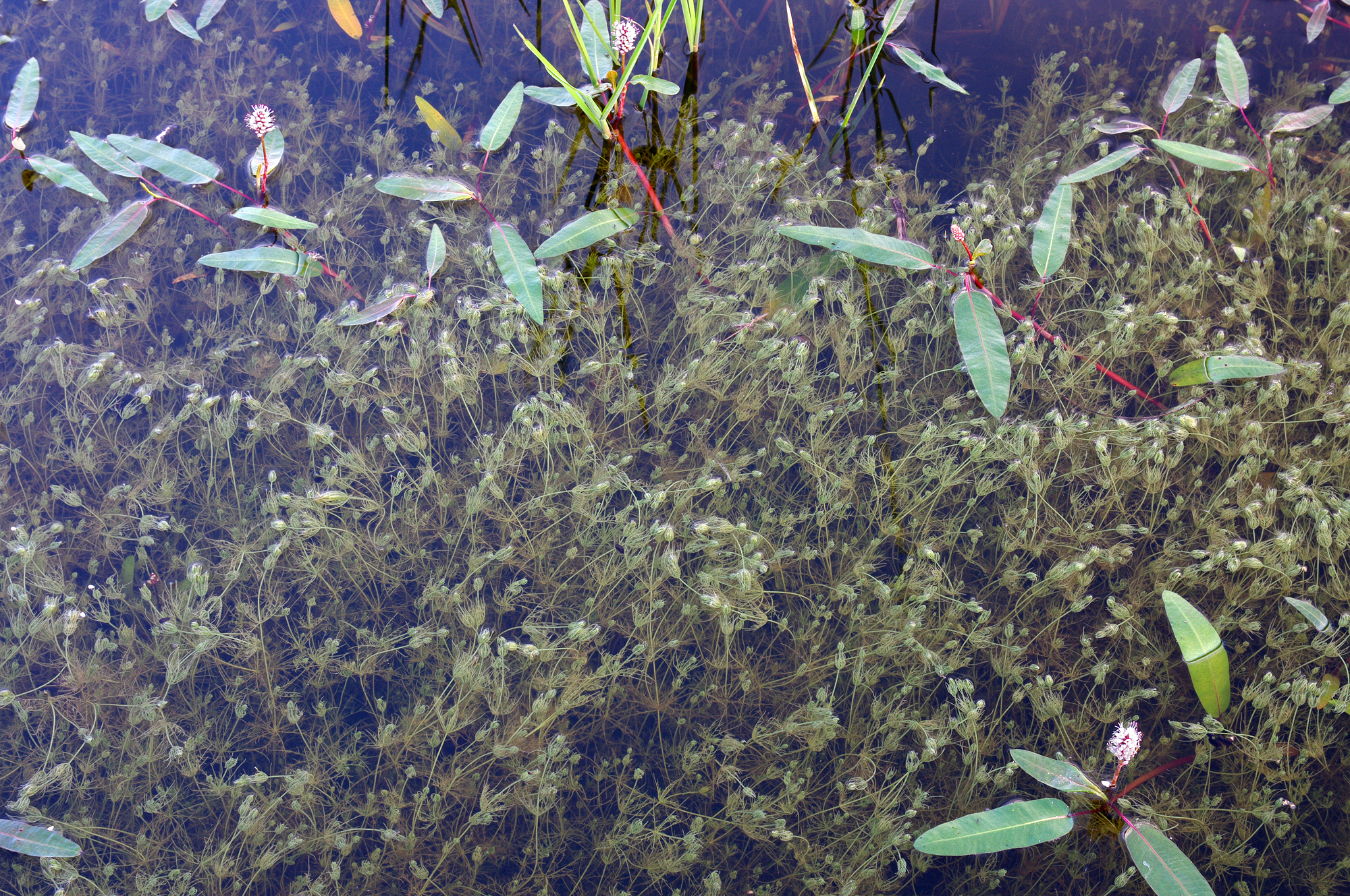 Algae Control - Aquatic Control