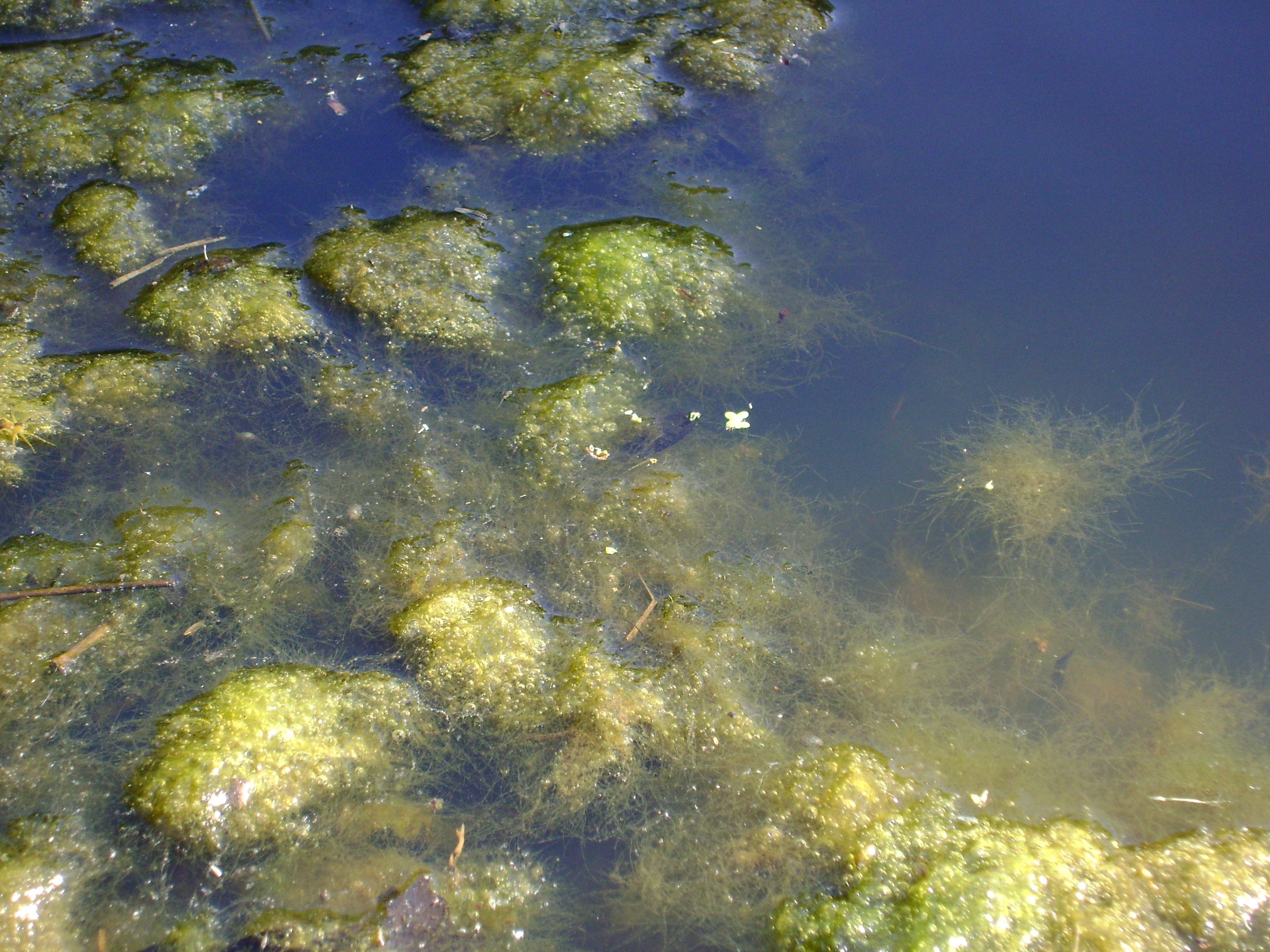 Algae Control Aquatic Control